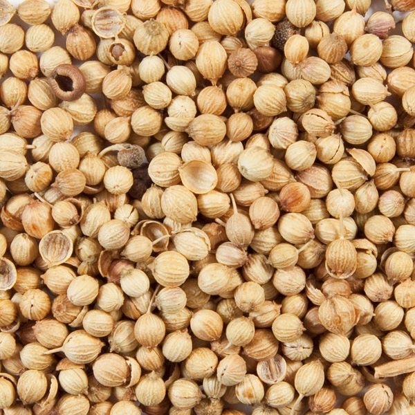 Wholesale Coriander Seed Whole