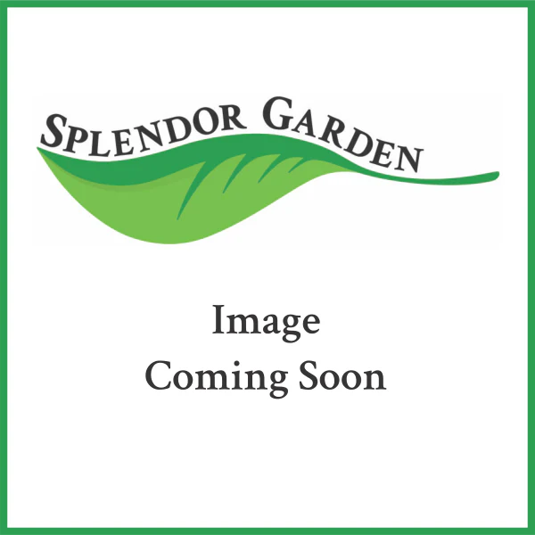 Wholesale Peppermint Leaves